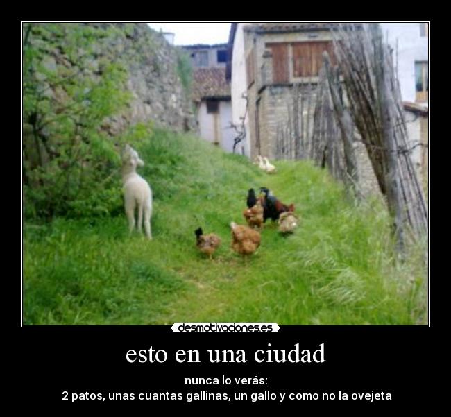 esto en una ciudad - nunca lo verás:
2 patos, unas cuantas gallinas, un gallo y como no la ovejeta