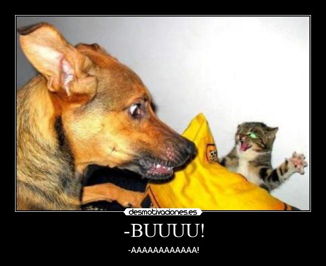 carteles susto perro gato desmotivaciones