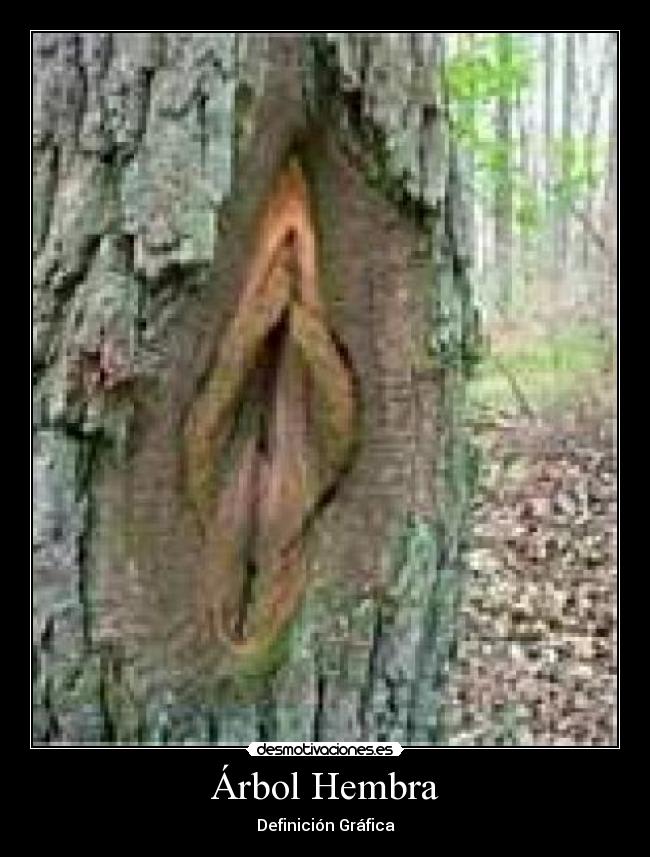 Árbol Hembra - Definición Gráfica