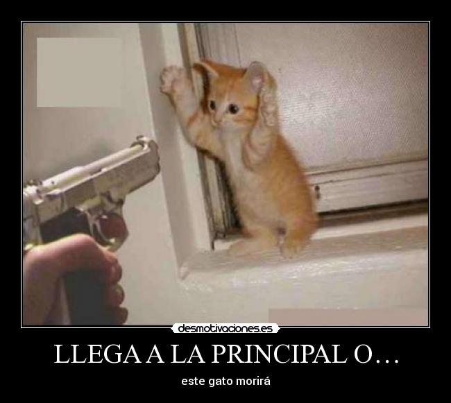 LLEGA A LA PRINCIPAL O… -