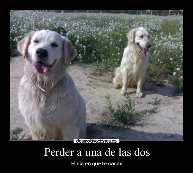 Perder a una de las dos - El dia en que te casas