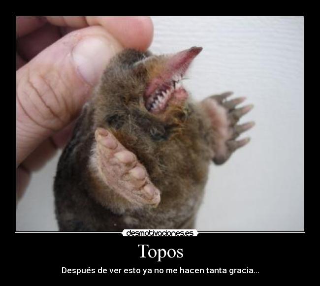 Topos - Después de ver esto ya no me hacen tanta gracia...