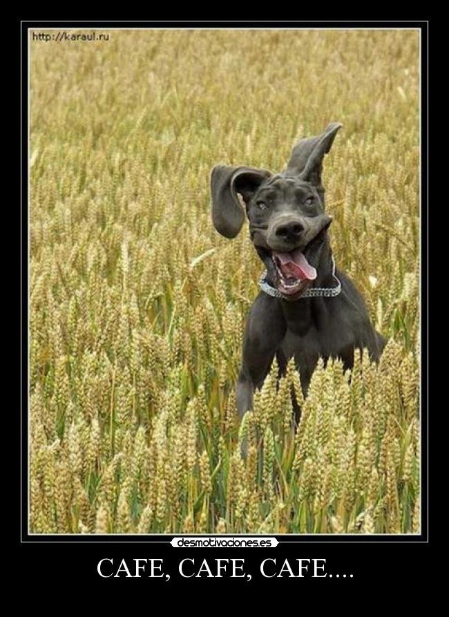 carteles perro loco desmotivaciones