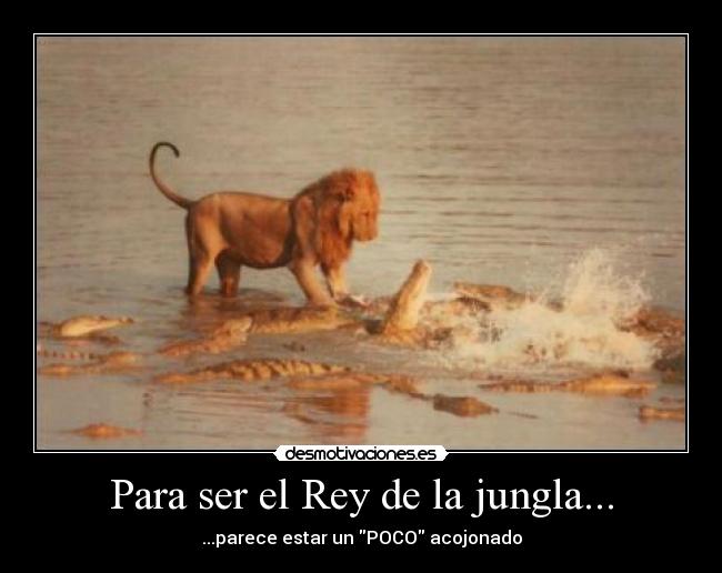 Para ser el Rey de la jungla... -