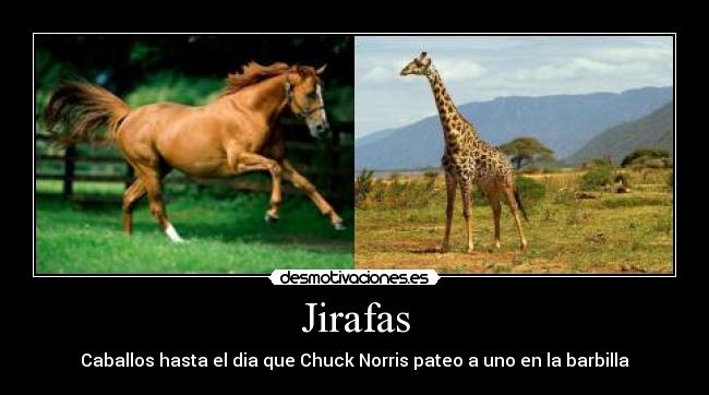 Jirafas - Caballos hasta el dia que Chuck Norris pateo a uno en la barbilla