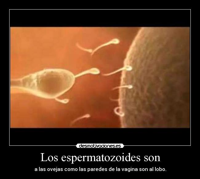 Los espermatozoides son - 