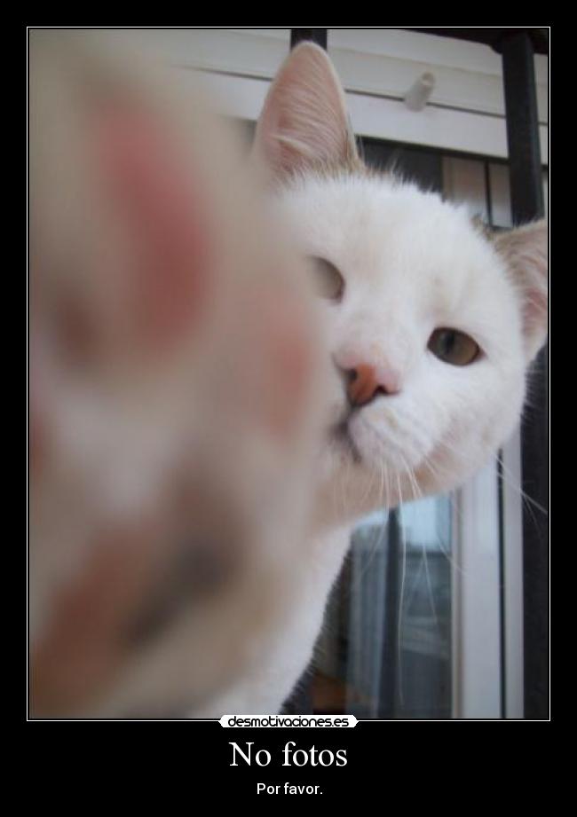 carteles fotos porfavor gatosluna lunera94 desmotivaciones