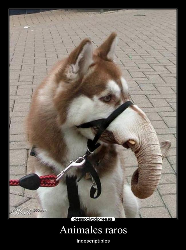 Animales raros -