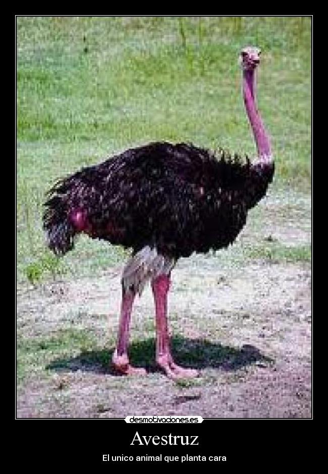 Avestruz - El unico animal que planta cara