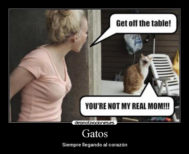 Gatos -