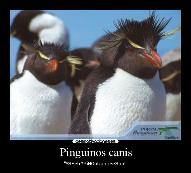 Pinguinos canis - *SEeh *PiNGuUuh reeShu!