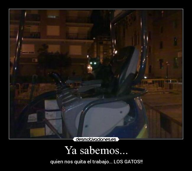 Ya sabemos... - quien nos quita el trabajo... LOS GATOS!!