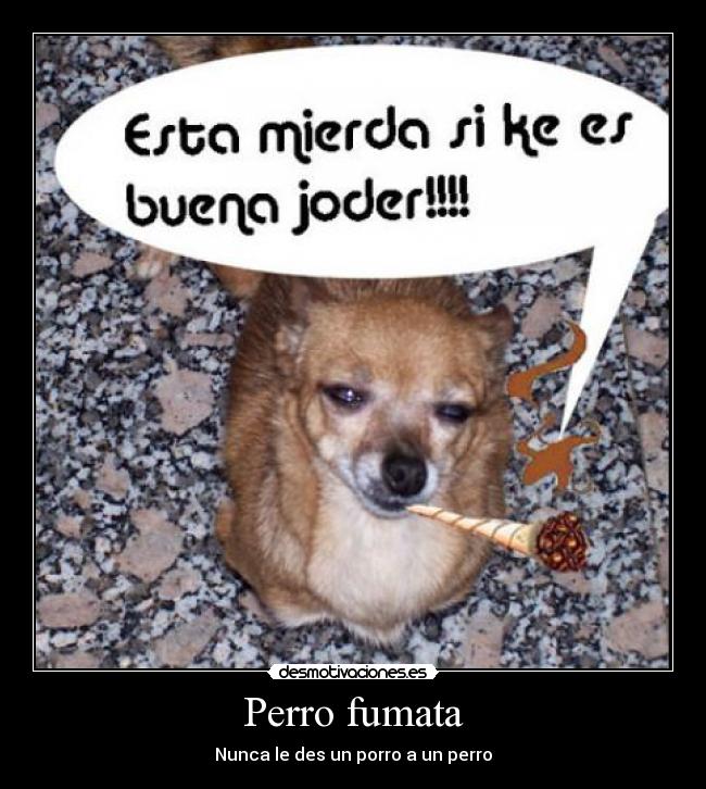 Perro fumata -