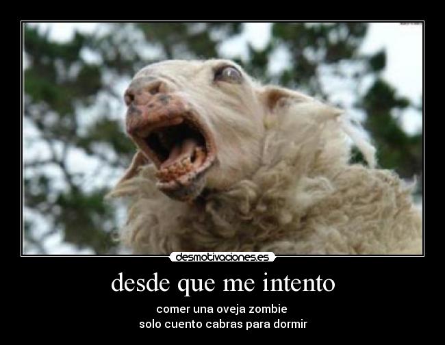desde que me intento - comer una oveja zombie
solo cuento cabras para dormir