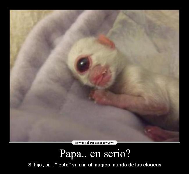 Papa.. en serio? - 