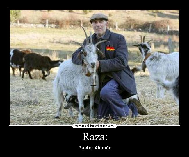 Raza: - 