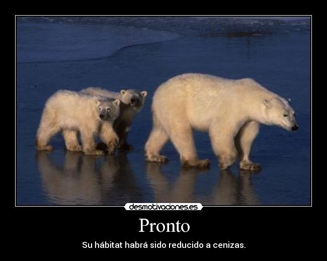 carteles osos desmotivaciones