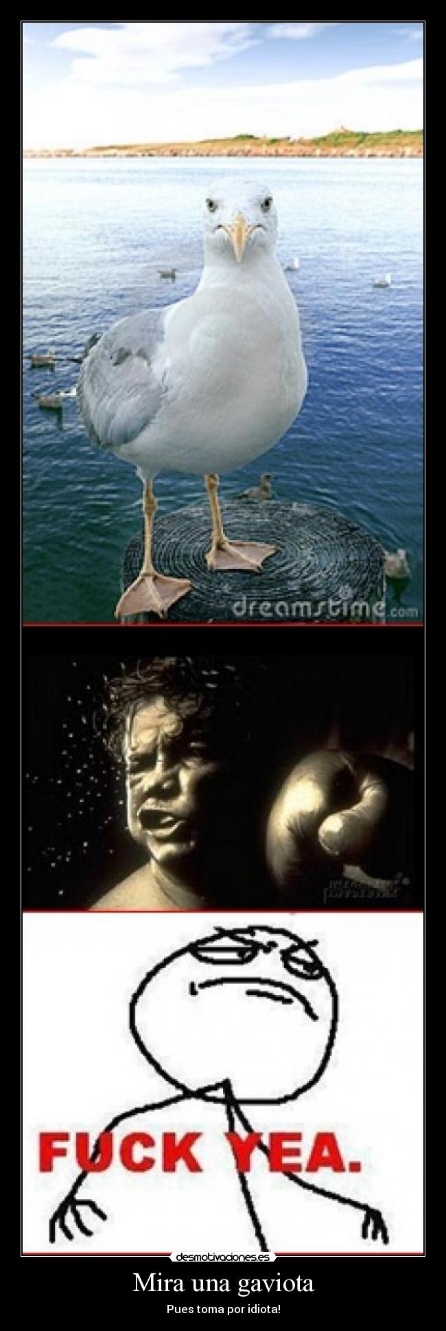 Mira una gaviota - Pues toma por idiota!