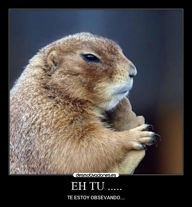EH TU ..... - TE ESTOY OBSEVANDO....