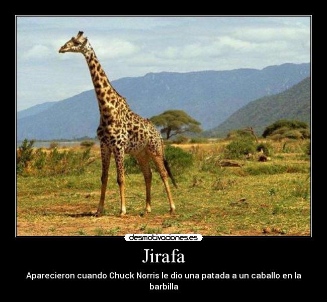 Jirafa - Aparecieron cuando Chuck Norris le dio una patada a un caballo en la barbilla