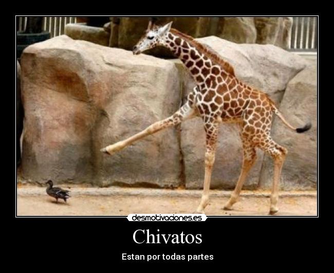 Chivatos -