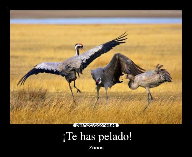 ¡Te has pelado! - Záaas