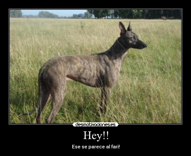 Hey!! - Ese se parece al fari!