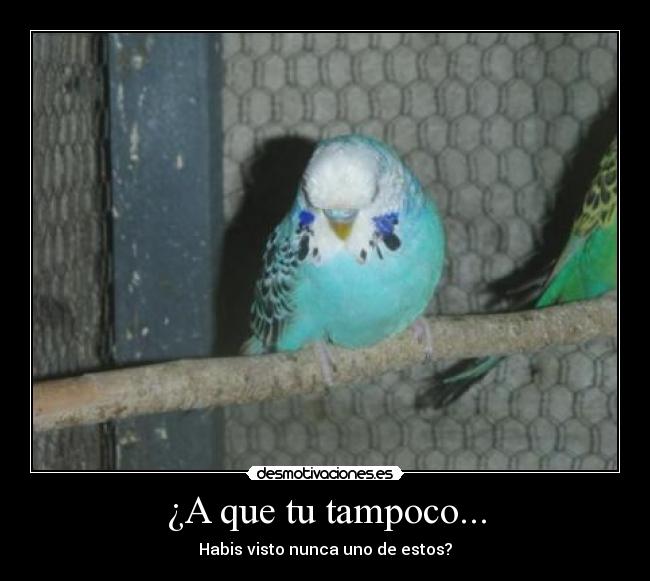 ¿A que tu tampoco... -