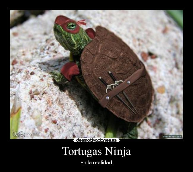 Tortugas Ninja - En la realidad.