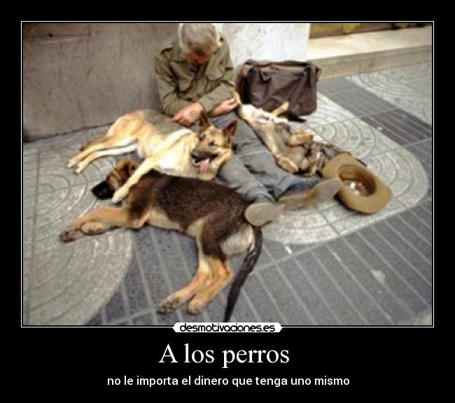 A los perros  - 