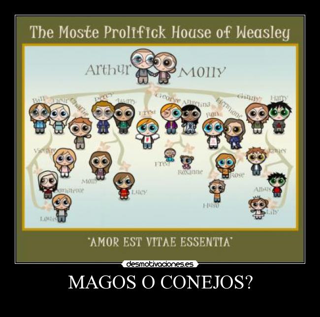 MAGOS O CONEJOS? -