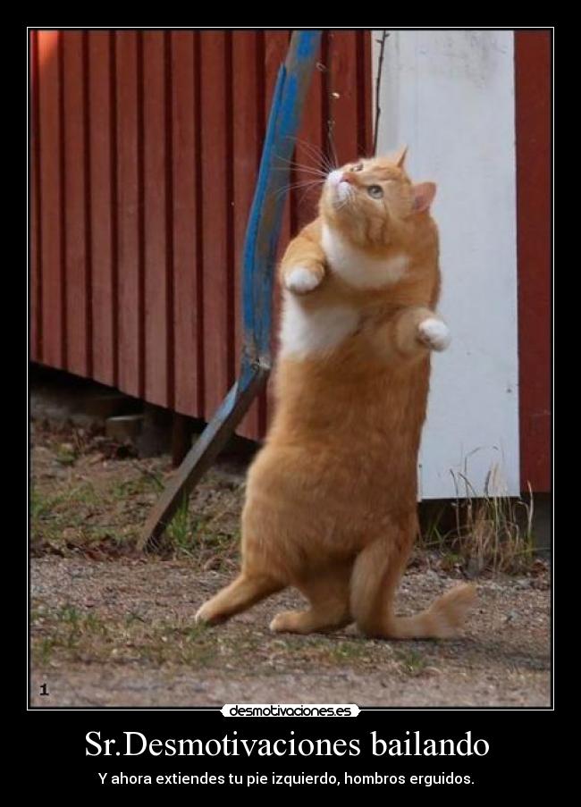 carteles ballet desmotivaciones