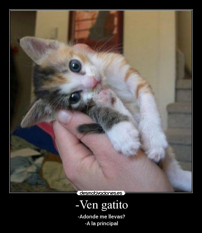 -Ven gatito - 
