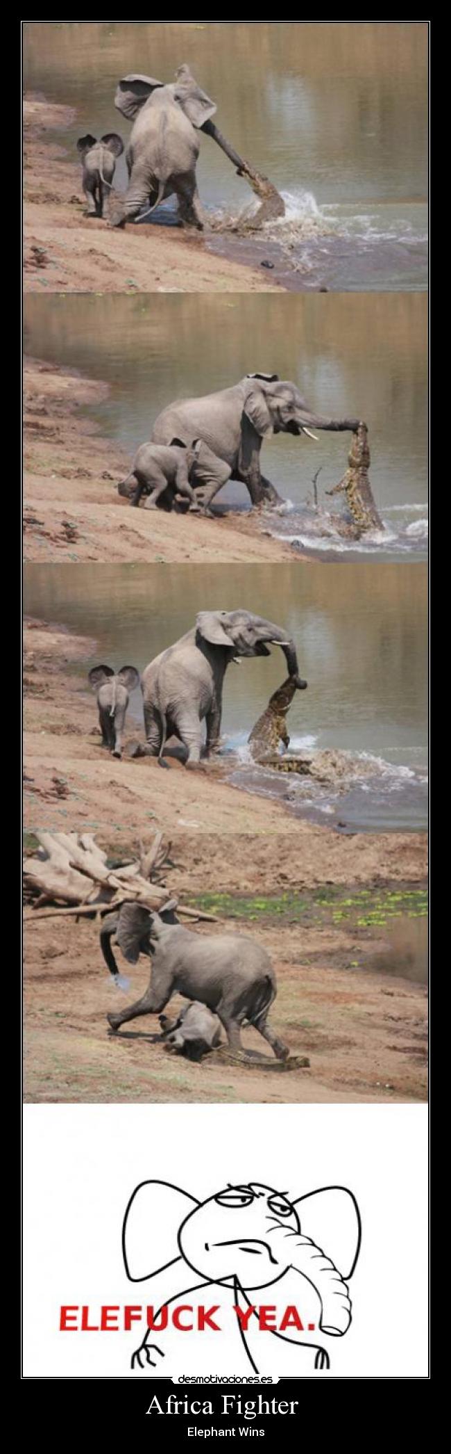 Africa Fighter - Elephant Wins