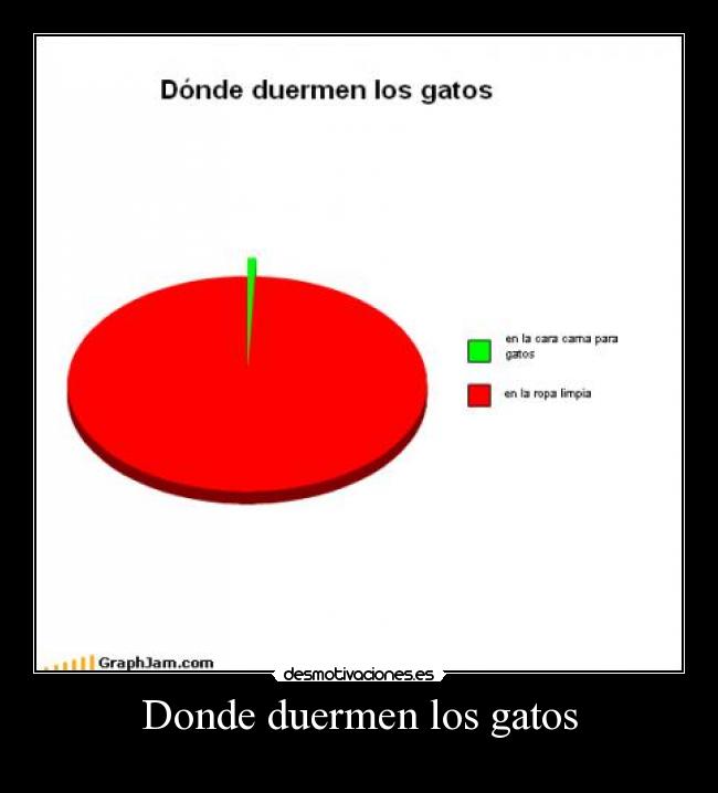 Donde duermen los gatos - 