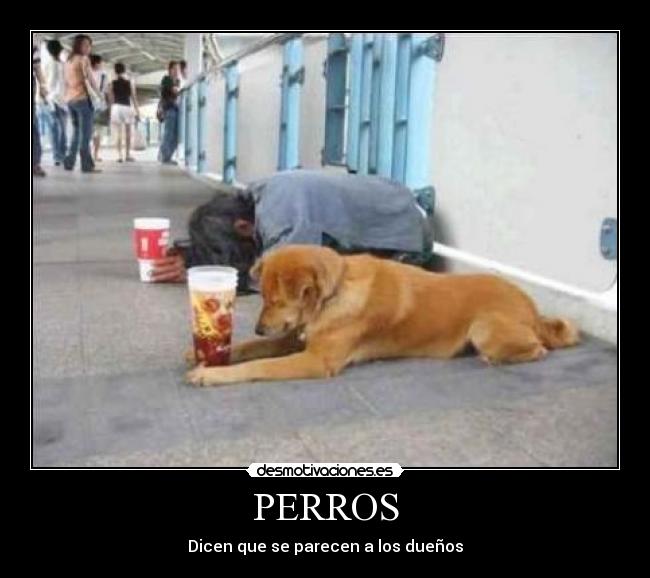 carteles perros duenos limosna desmotivaciones