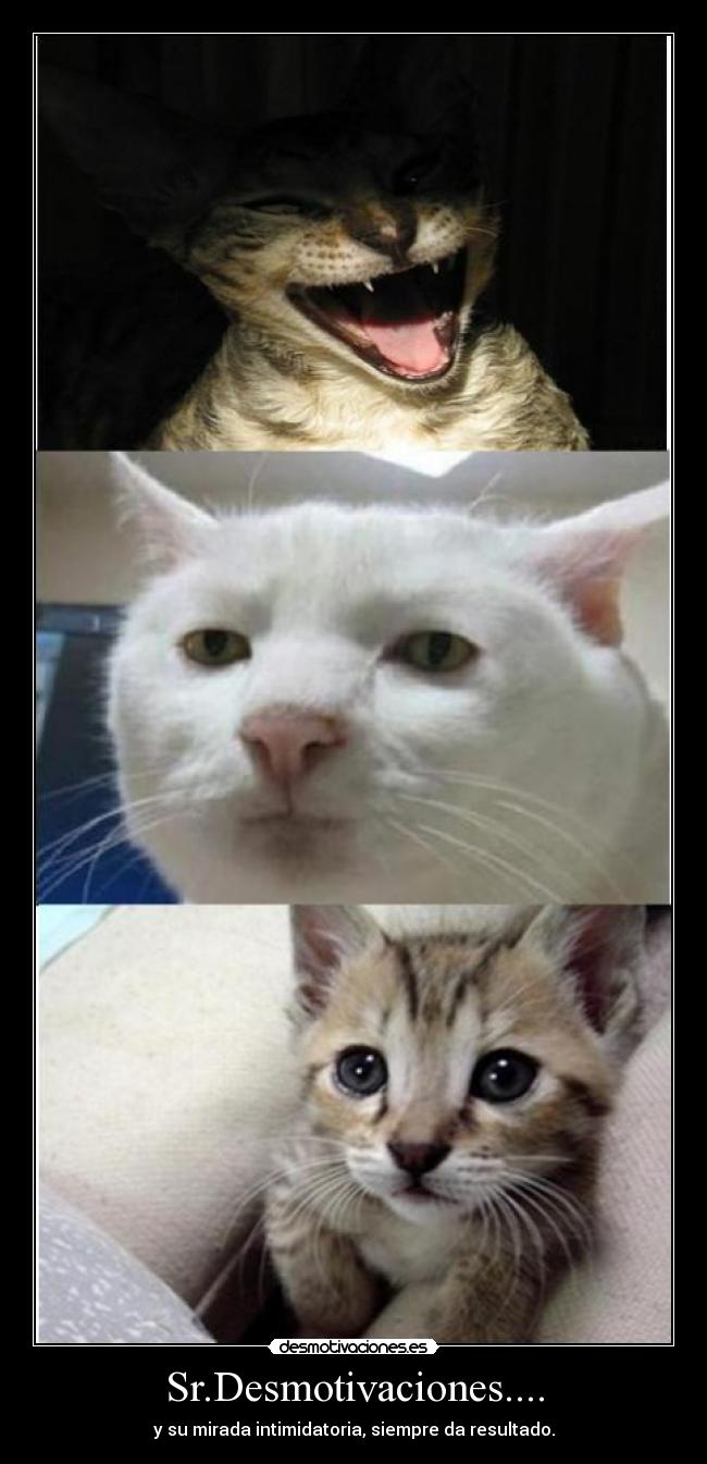 Sr.Desmotivaciones.... - y su mirada intimidatoria, siempre da resultado.