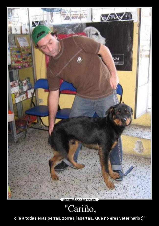 carteles carino zorras perras lagartas veterinario annrules desmotivaciones