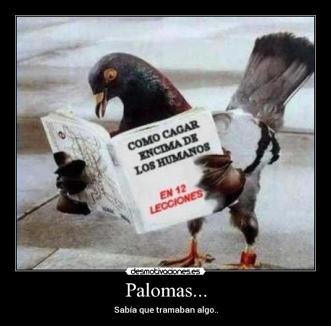 Palomas... - 