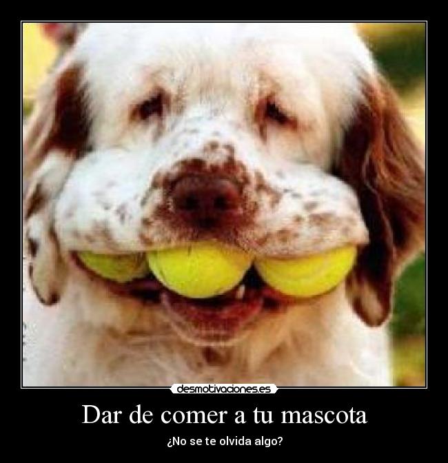 Dar de comer a tu mascota - ¿No se te olvida algo?