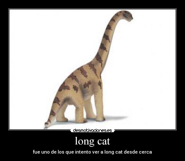 long cat - fue uno de los que intento ver a long cat desde cerca