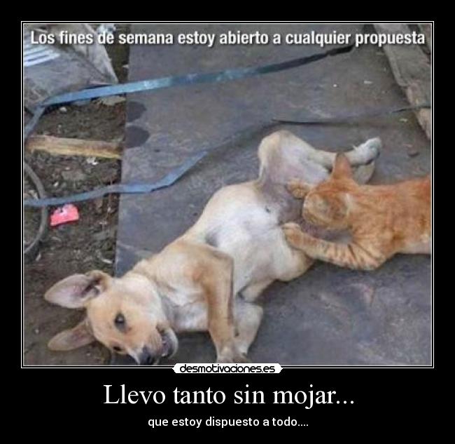 Llevo tanto sin mojar... - que estoy dispuesto a todo....