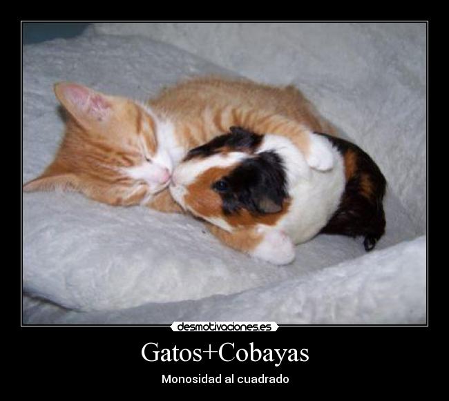 Gatos+Cobayas - Monosidad al cuadrado