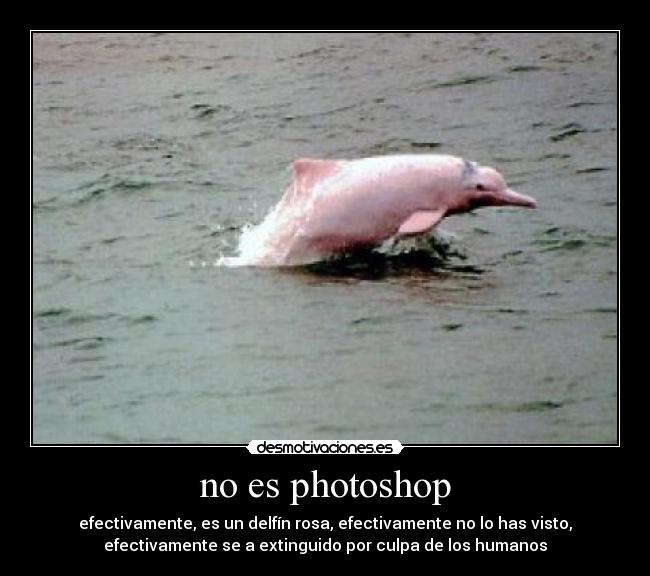 carteles especies que han extinguido desmotivaciones