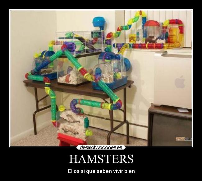HAMSTERS - Ellos si que saben vivir bien