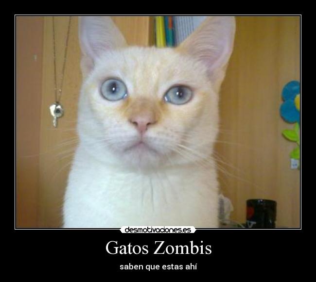 Gatos Zombis - 