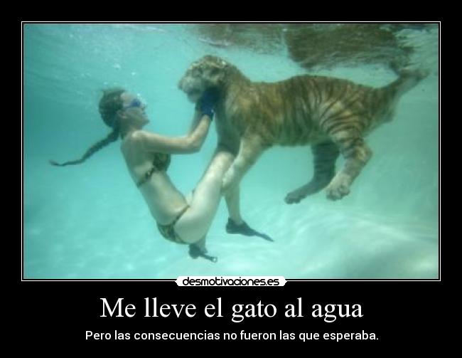 Me lleve el gato al agua - 