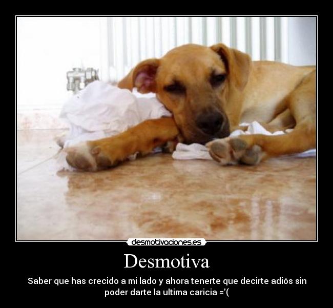Desmotiva -