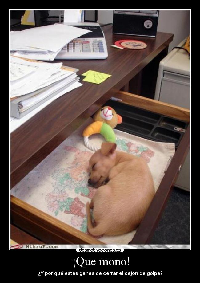 ¡Que mono! -