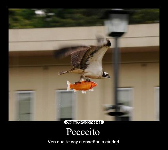 Pececito -